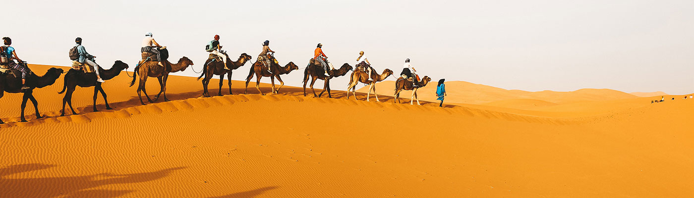Dubai Camel Ride